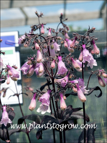 Penstemon Dark Towers
These were growing in a little shade so the flower inflorescence is not as tight and compact.